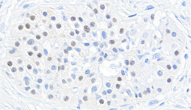 MAFB Antibody in Immunohistochemistry (Paraffin) (IHC (P))