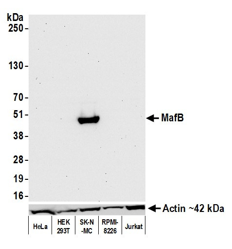 MAFB Antibody in Western Blot (WB)