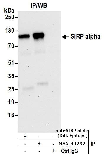 SIRP alpha Antibody in Immunoprecipitation (IP)