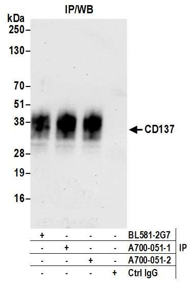 CD137 (4-1BB) Antibody in Immunoprecipitation (IP)