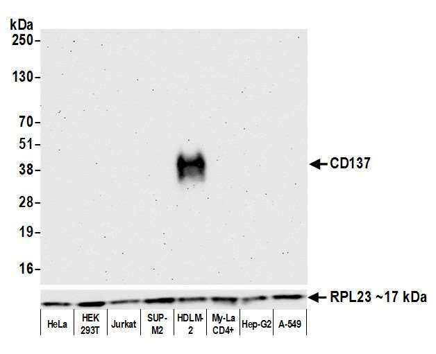 CD137 (4-1BB) Antibody in Western Blot (WB)