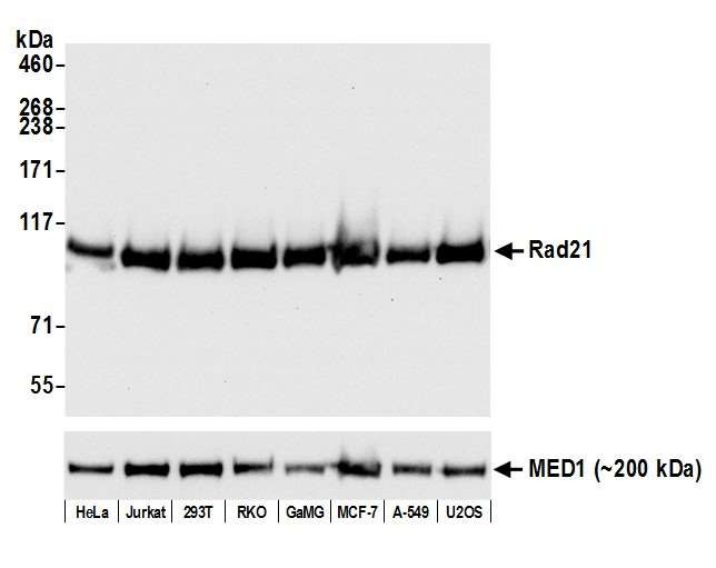 RAD21 Antibody in Western Blot (WB)