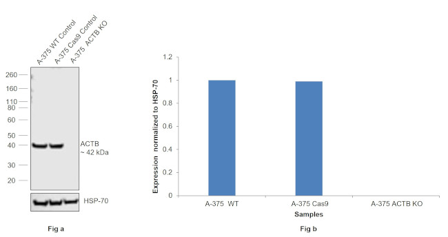 beta Actin Antibody in Western Blot (WB)