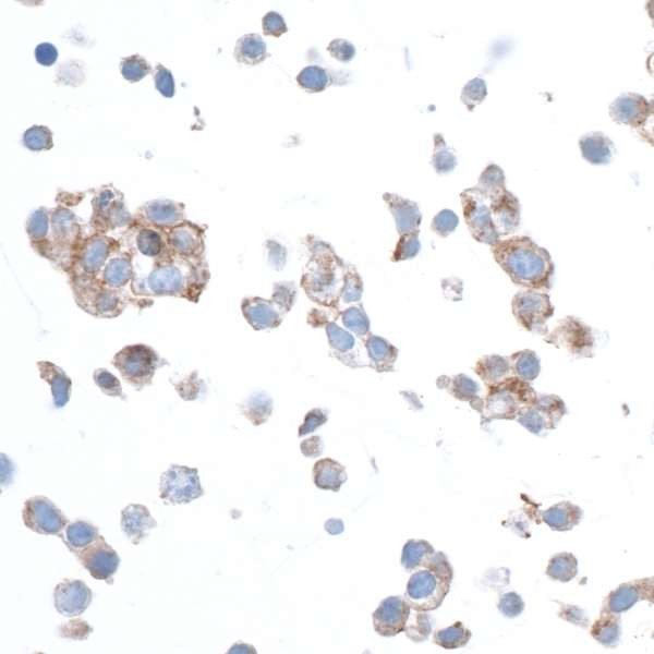 beta Actin Antibody in Immunocytochemistry (ICC/IF)