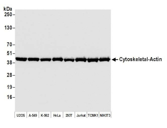 beta Actin Antibody in Western Blot (WB)