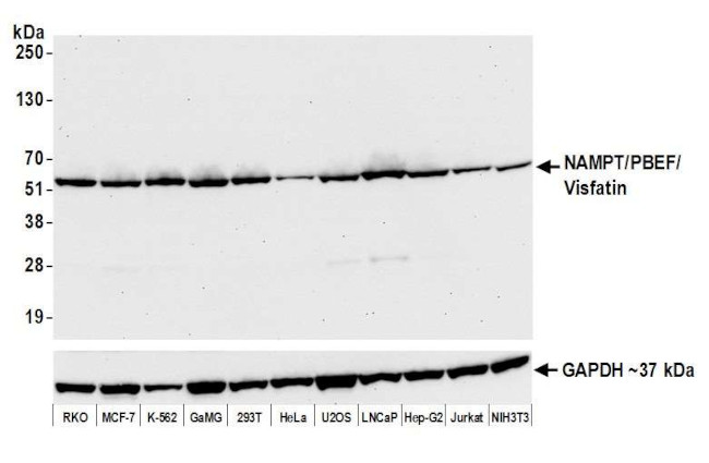 NAMPT Antibody in Western Blot (WB)