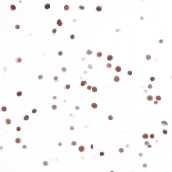 Histone H2A.X Antibody in Immunocytochemistry (ICC/IF)