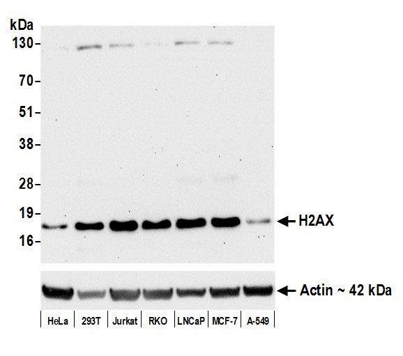 Histone H2A.X Antibody in Western Blot (WB)