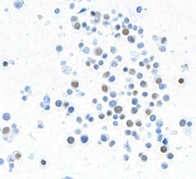 MAFA Antibody in Immunocytochemistry (ICC/IF)