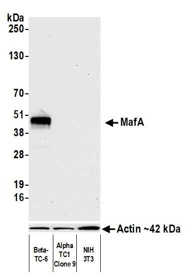 MAFA Antibody in Western Blot (WB)