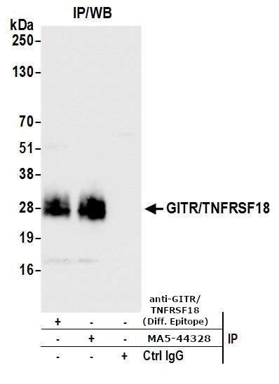 GITR (TNFRSF18) Antibody in Immunoprecipitation (IP)