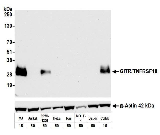 GITR (TNFRSF18) Antibody in Western Blot (WB)