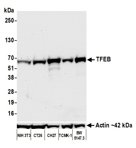 TFEB Antibody in Western Blot (WB)