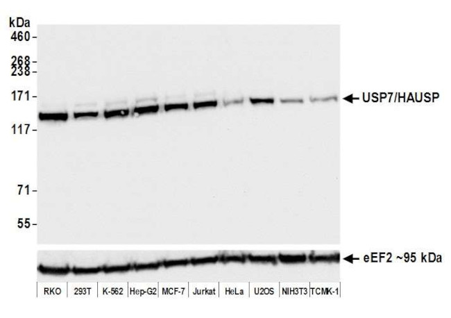 USP7 Antibody in Western Blot (WB)