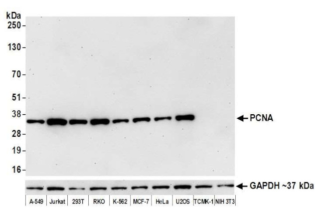 PCNA Antibody in Western Blot (WB)