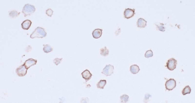 CD140a (PDGFRA) Antibody in Immunocytochemistry (ICC/IF)