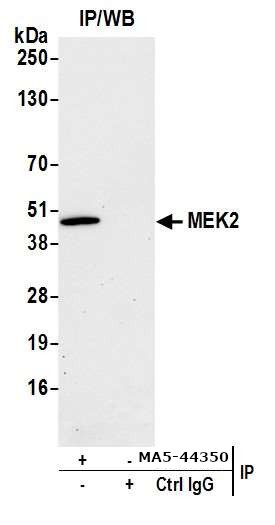 MEK2 Antibody in Immunoprecipitation (IP)