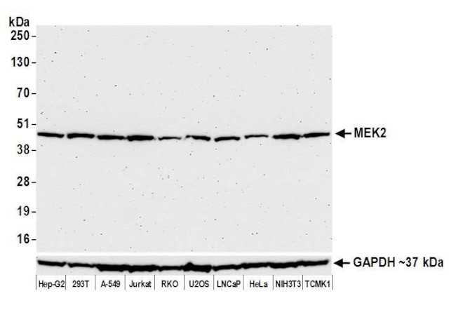 MEK2 Antibody in Western Blot (WB)