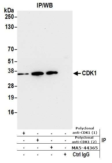 CDK1 Antibody in Immunoprecipitation (IP)