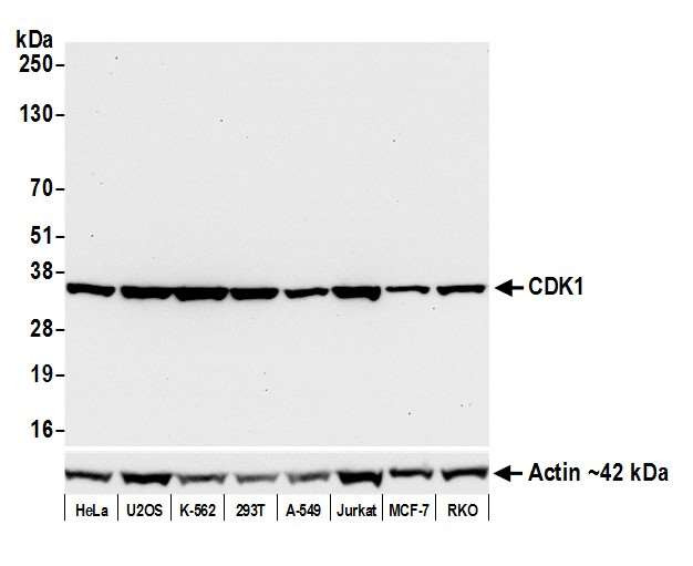 CDK1 Antibody in Western Blot (WB)