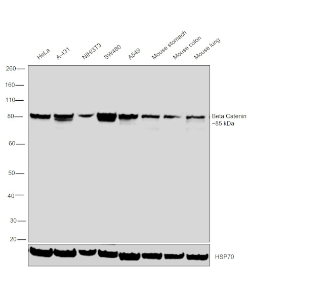 beta Catenin Antibody in Western Blot (WB)