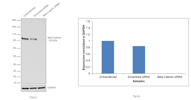 beta Catenin Antibody in Western Blot (WB)