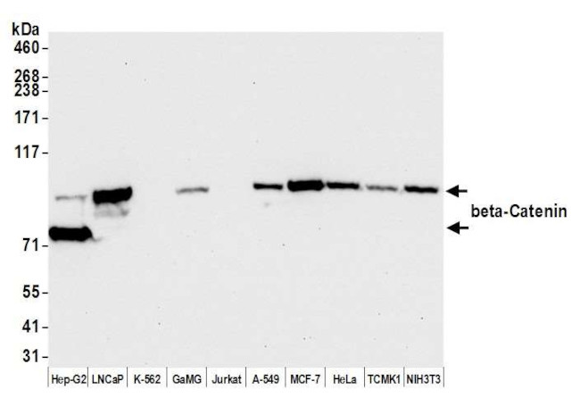 beta Catenin Antibody in Western Blot (WB)