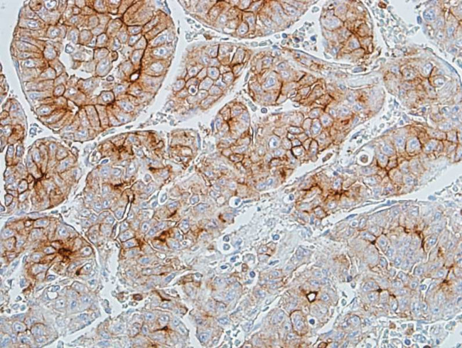 CD66a (CEACAM1) Antibody in Immunohistochemistry (Paraffin) (IHC (P))