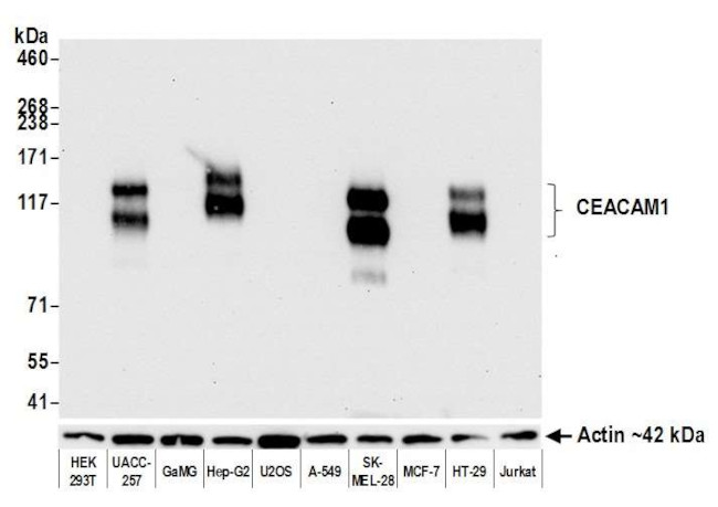 CD66a (CEACAM1) Antibody in Western Blot (WB)