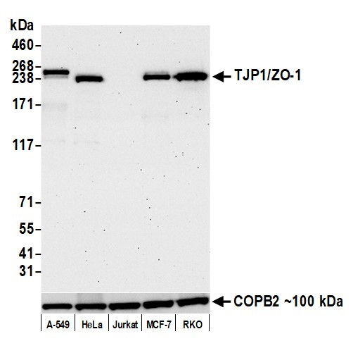 ZO-1 Antibody in Western Blot (WB)