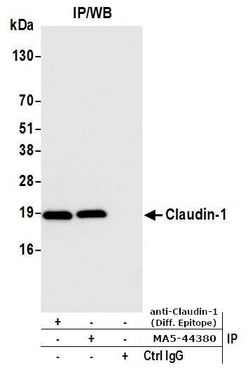 Claudin 1 Antibody in Immunoprecipitation (IP)