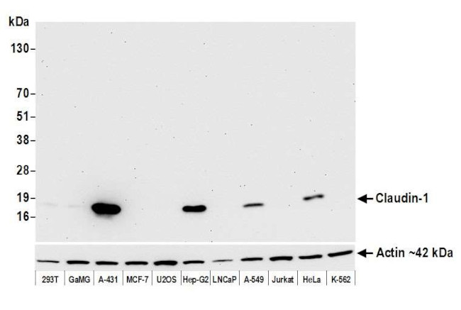 Claudin 1 Antibody in Western Blot (WB)