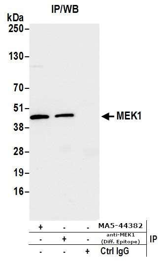 MEK1 Antibody in Immunoprecipitation (IP)