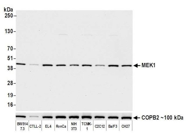 MEK1 Antibody in Western Blot (WB)