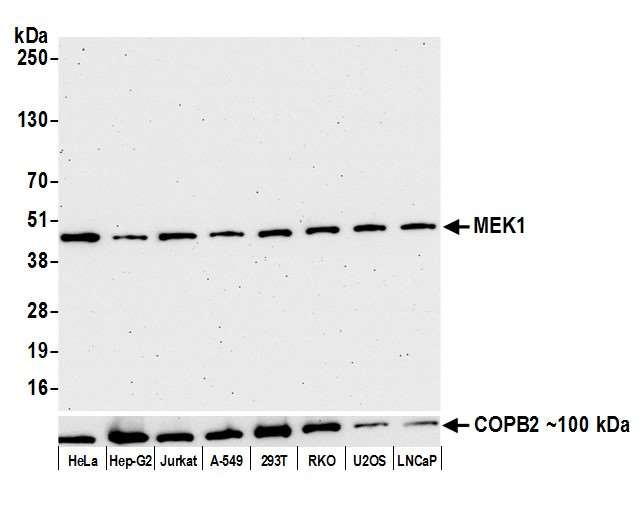 MEK1 Antibody in Western Blot (WB)