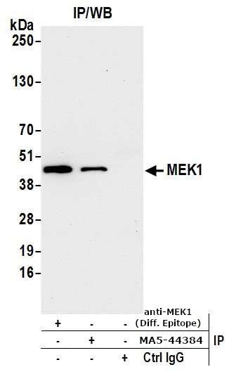 MEK1 Antibody in Immunoprecipitation (IP)