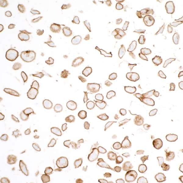 CD325 (N-Cadherin) Antibody in Immunocytochemistry (ICC/IF)