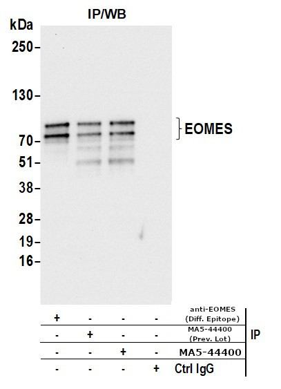 EOMES Antibody in Immunoprecipitation (IP)