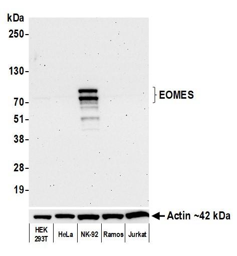 EOMES Antibody in Western Blot (WB)