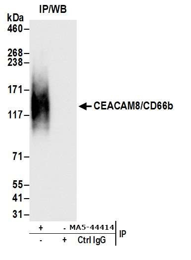 CEACAM8 Antibody in Immunoprecipitation (IP)