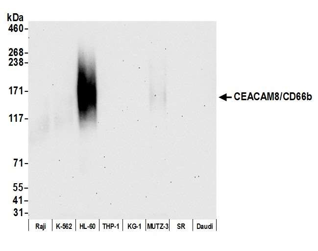 CEACAM8 Antibody in Western Blot (WB)