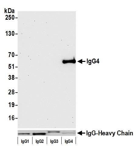 Human IgG4 Antibody in Western Blot (WB)