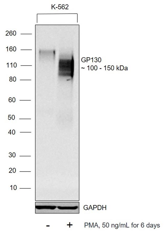 CD130 (GP130) Antibody