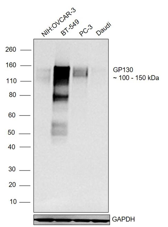 CD130 (GP130) Antibody in Western Blot (WB)