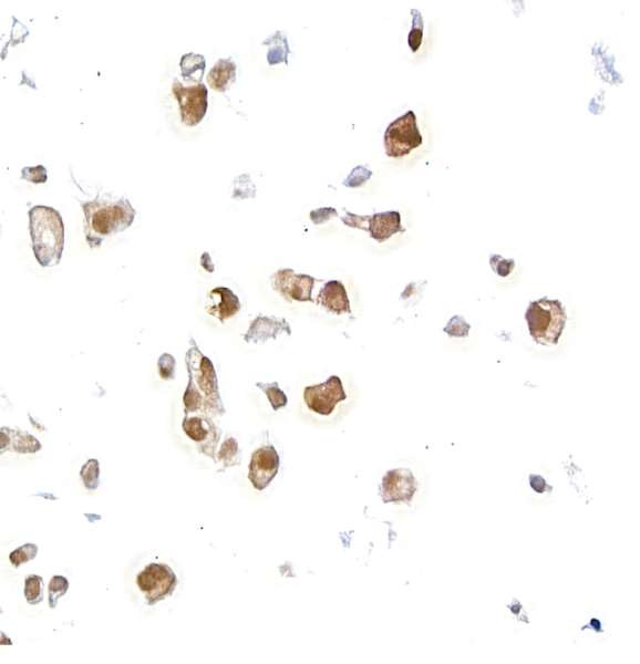 AHR Antibody in Immunocytochemistry (ICC/IF)