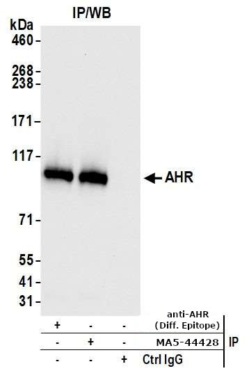 AHR Antibody in Immunoprecipitation (IP)