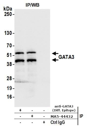 GATA3 Antibody in Immunoprecipitation (IP)