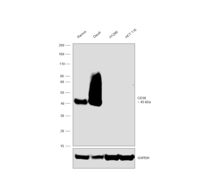 CD38 Antibody in Western Blot (WB)