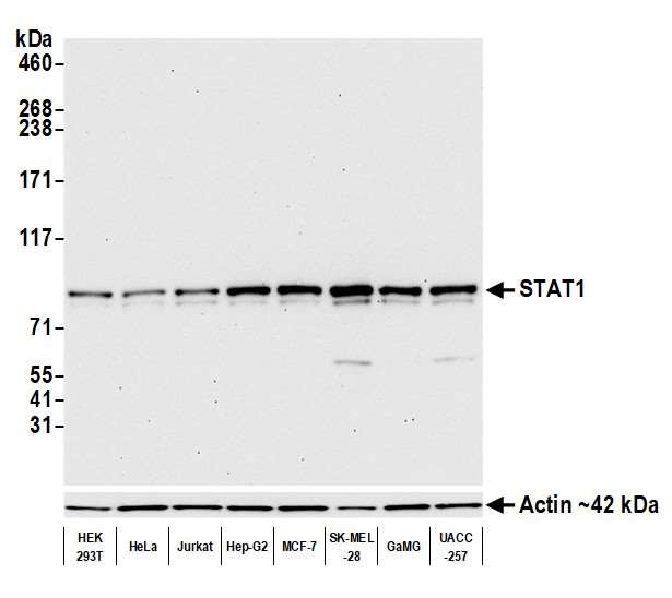 STAT1 Antibody in Western Blot (WB)