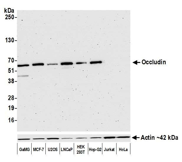 Occludin Antibody in Western Blot (WB)